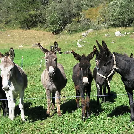 Alojamento de Acomodação e Pequeno-almoço Alpe Veglia-varzo Varzo