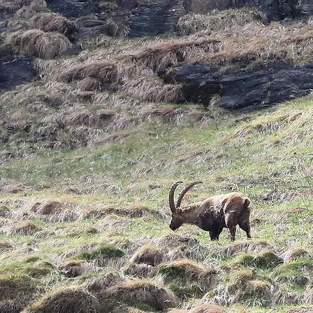 Alpe Veglia