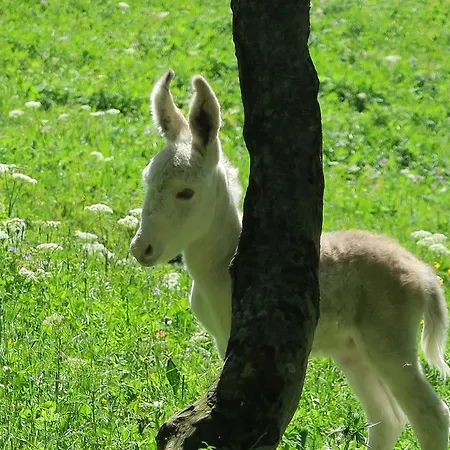 فندق مبيت وإفطار Alpe Veglia-varzo