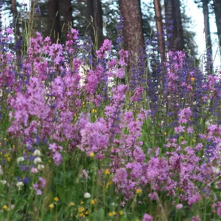 Alojamento de Acomodação e Pequeno-almoço Alpe Veglia-varzo *