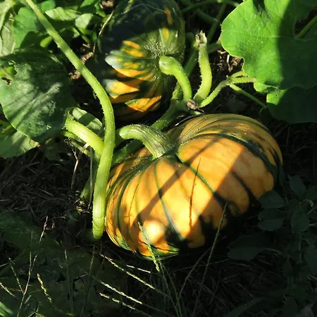 Alojamento de Acomodação e Pequeno-almoço Alpe Veglia-varzo *
