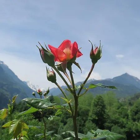 Alpe Veglia Frühstückspension *