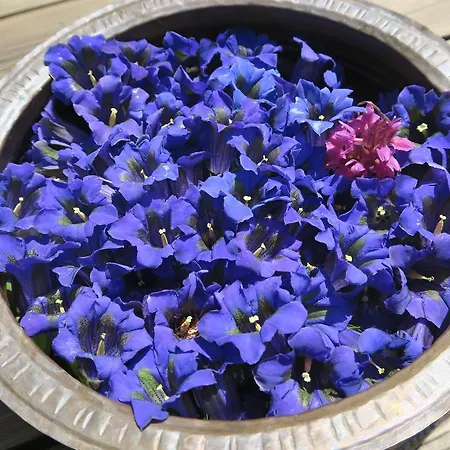 Alpe Veglia-varzo فندق مبيت وإفطار *