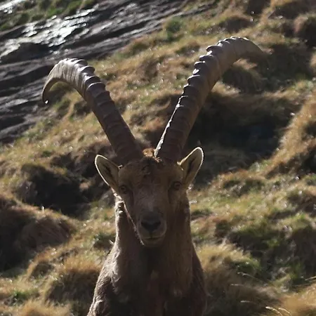 Alpe Veglia-varzo * Varzo