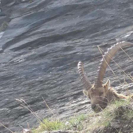 Alpe Veglia-varzo * Springwood