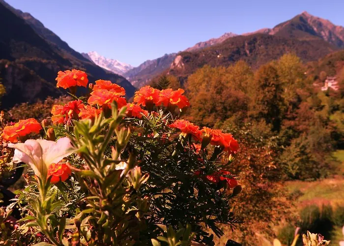 Alpe Veglia-varzo Springwood