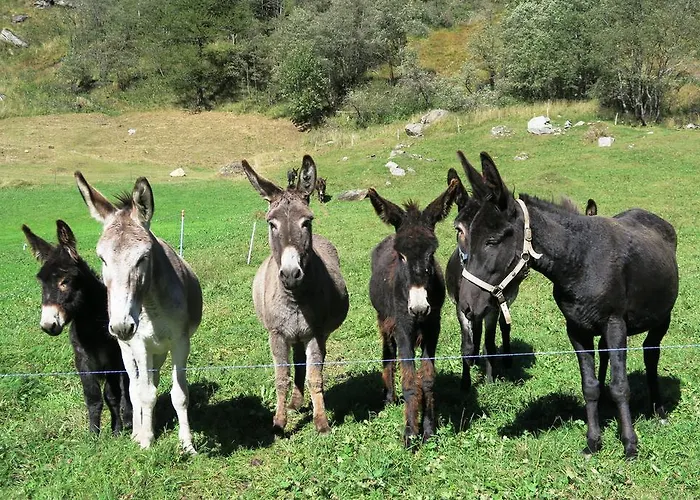 Bed and Breakfast Alpe Veglia-varzo Springwood