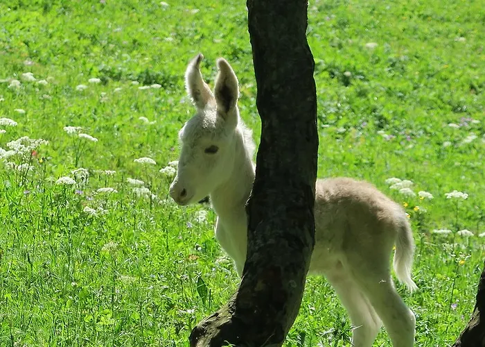 Bed and Breakfast Alpe Veglia-varzo