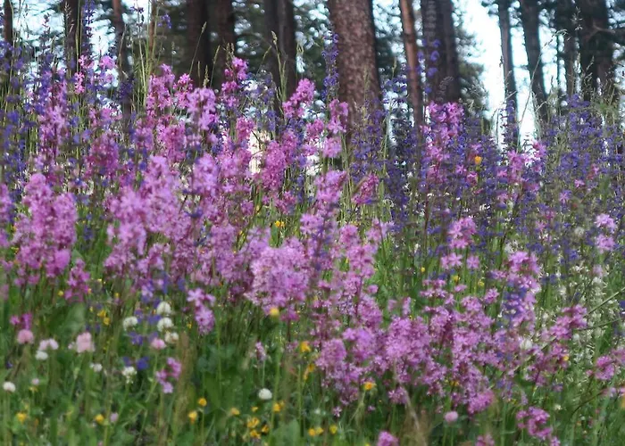 Bed and Breakfast Alpe Veglia-varzo *