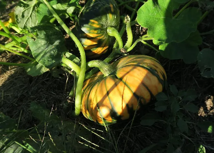 Bed and Breakfast Alpe Veglia-varzo *