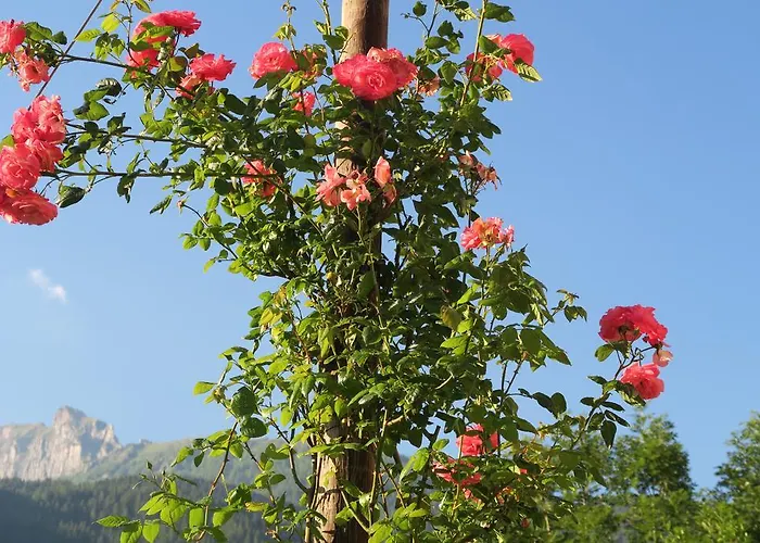 Alpe Veglia-varzo * Springwood
