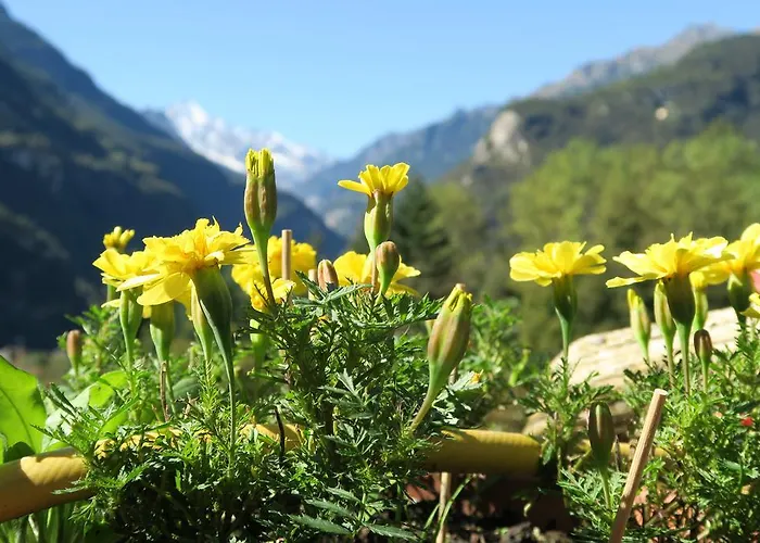 Bed and Breakfast Alpe Veglia-varzo Springwood
