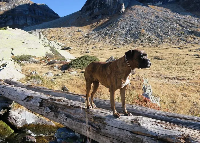 Alpe Veglia-varzo * Springwood