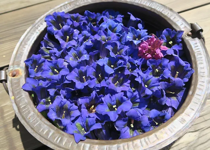 Alpe Veglia-varzo Bed & Breakfast *