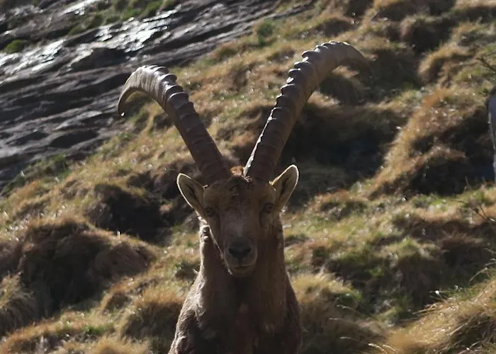 Alpe Veglia-varzo * Springwood