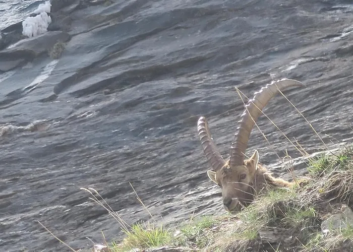 Alpe Veglia-varzo * Springwood